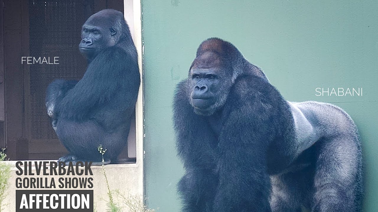 Silverback Gorilla Longs to Mate with His Female | Update on Nene