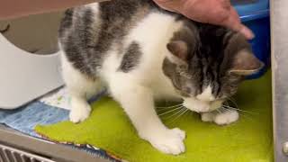 Charlotte Pickles  adoptable kitty with extra toesies! At Oshkosh Area Humane Society