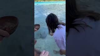 Eating with the sting rays! One of many cool experiences we’ve had while we’re for the Tahitian Open