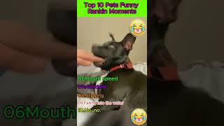 Top 10 Pets Funny Rankin Moments 🤣 #ranking #funny #pets