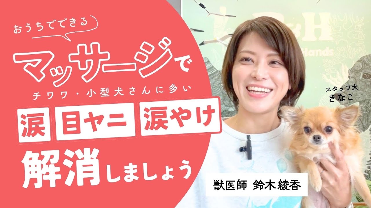 涙やけ・目ヤニよ、さよなら！｜獣医師が教える犬の顔周りマッサージ