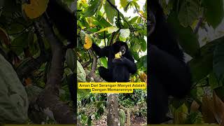 Monyet Tidak Suka Buah Kakao Begini