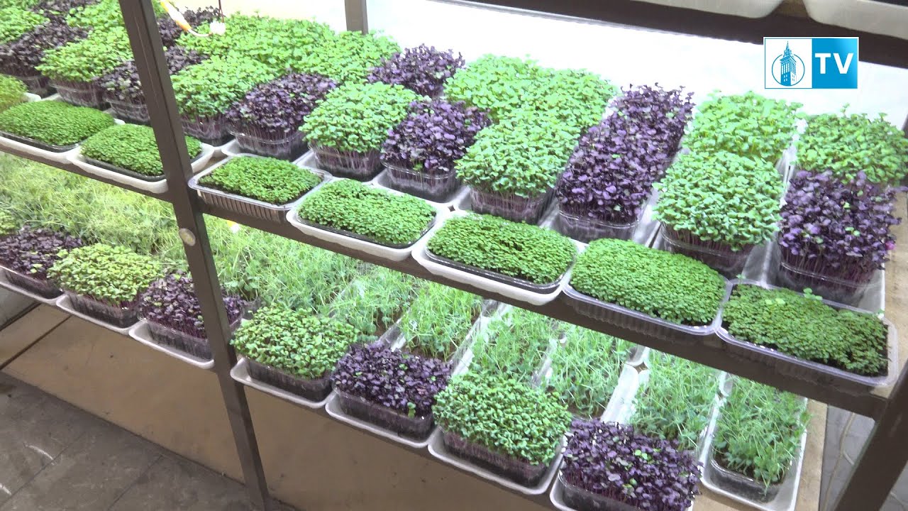 Mikrobilje - mali zeleni superheroji prepuni vitamina i velike nutritivne vrednosti