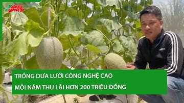 Trồng dưa lưới công nghệ cao mỗi năm thu lãi hơn 200 triệu đồng