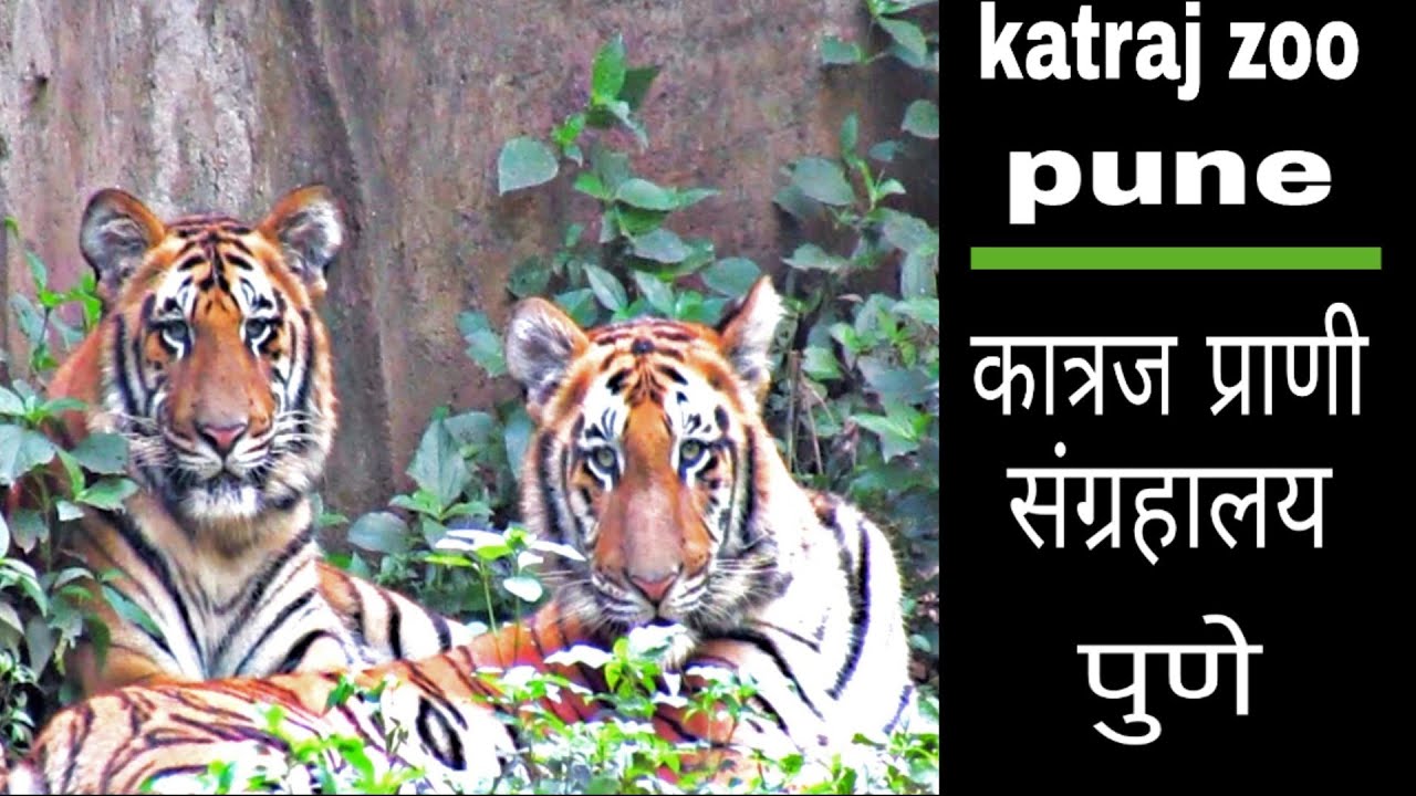 Rajiv Gandhi zoo & katraj snake park, pune