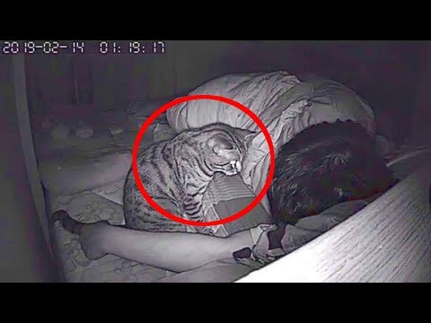 Парень установил камеру чтобы узнать что ночью делает его кошка