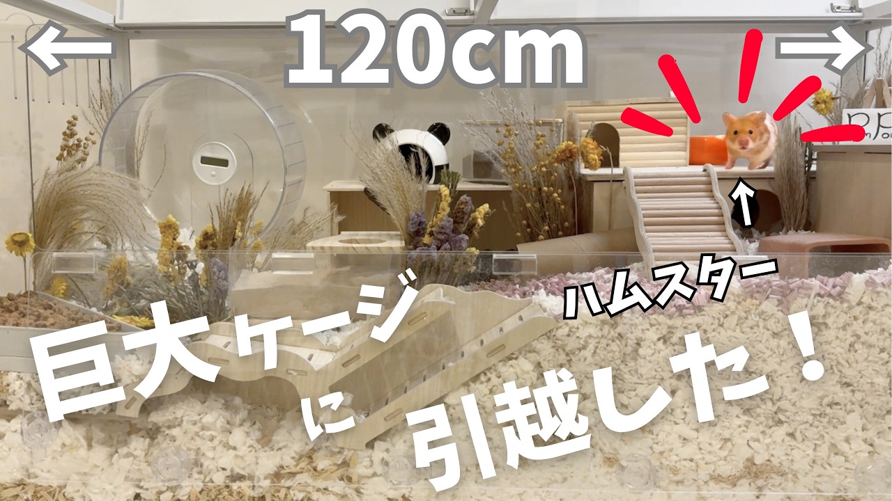 ついに！ハムスターが1.2m巨大ケージで新生活をスタート🌸その反応はいかに…!?!?〜皆で見届けるニューライフ【プレミア公開】