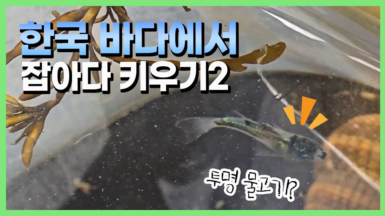 Latest Title & Thumbnail