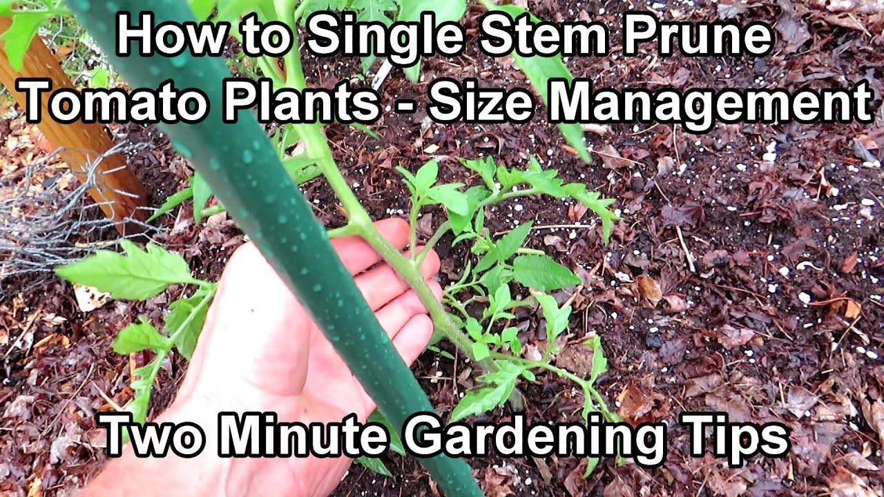 How to Clearly Single Stem Prune Tomatoes Plants, Why You Might, & Sunscald: Two Minute TRG Tips