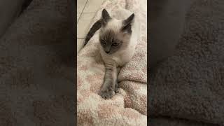 Lady - Blue Point Siamese kitten - 7 months