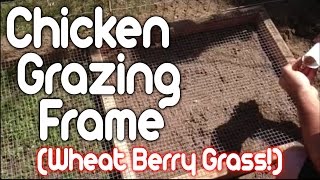 Chicken Grazing Frame (Wheat Berry Grass!) Chicken Grazing Frame (Wheat Berry Grass!)