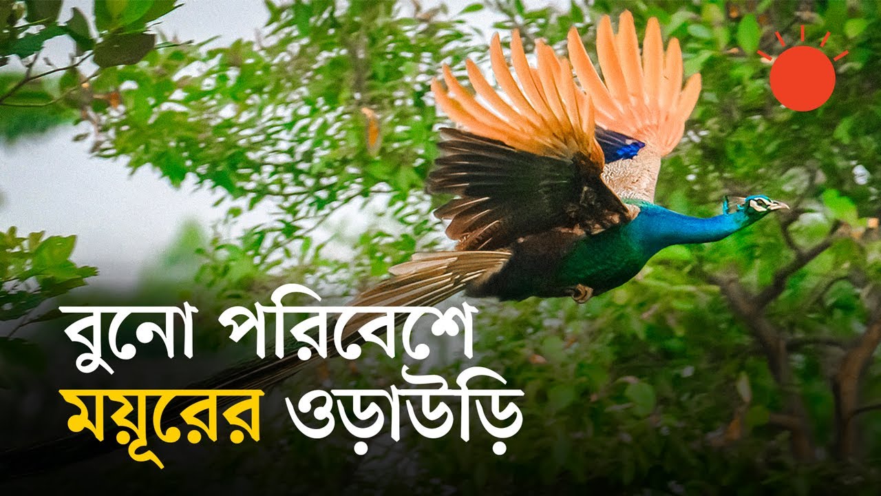 বিলুপ্ত হওয়ার প্রায় ৪ দশক পর তেঁতুলিয়ায় দেখা মিলছে ময়ূরের | Peacock Bird in Bangladesh | Prothom Alo
