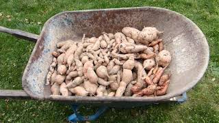 Sweet Potato Harvest by William S 128 views 6 months ago 15 minutes