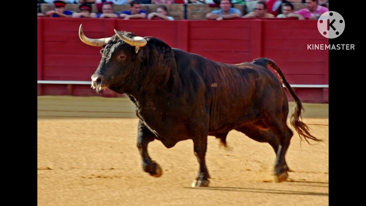 Bull sound effects ￼🦬🔊 for Steve Myers ￼