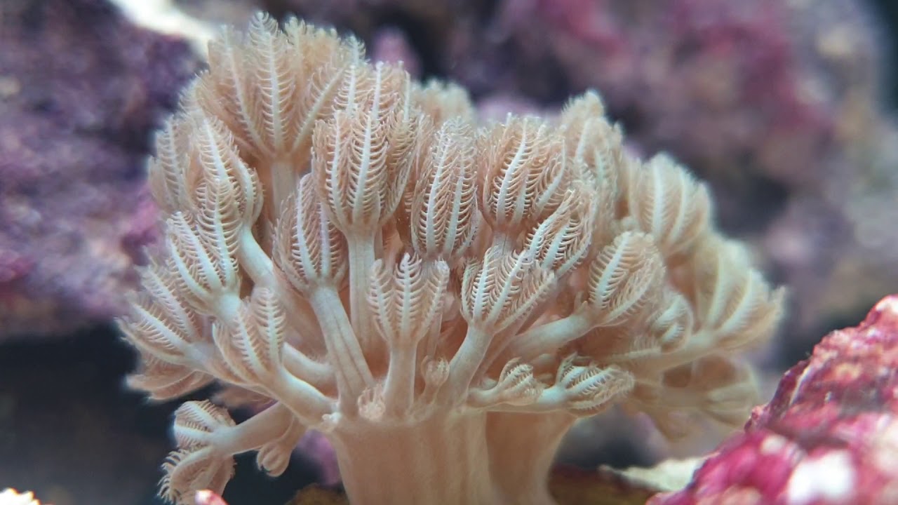 Xenia umbellata - first coral in 80 liter Nanoreef 
