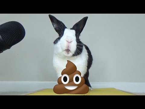 rabbit-eating-poop-asmr