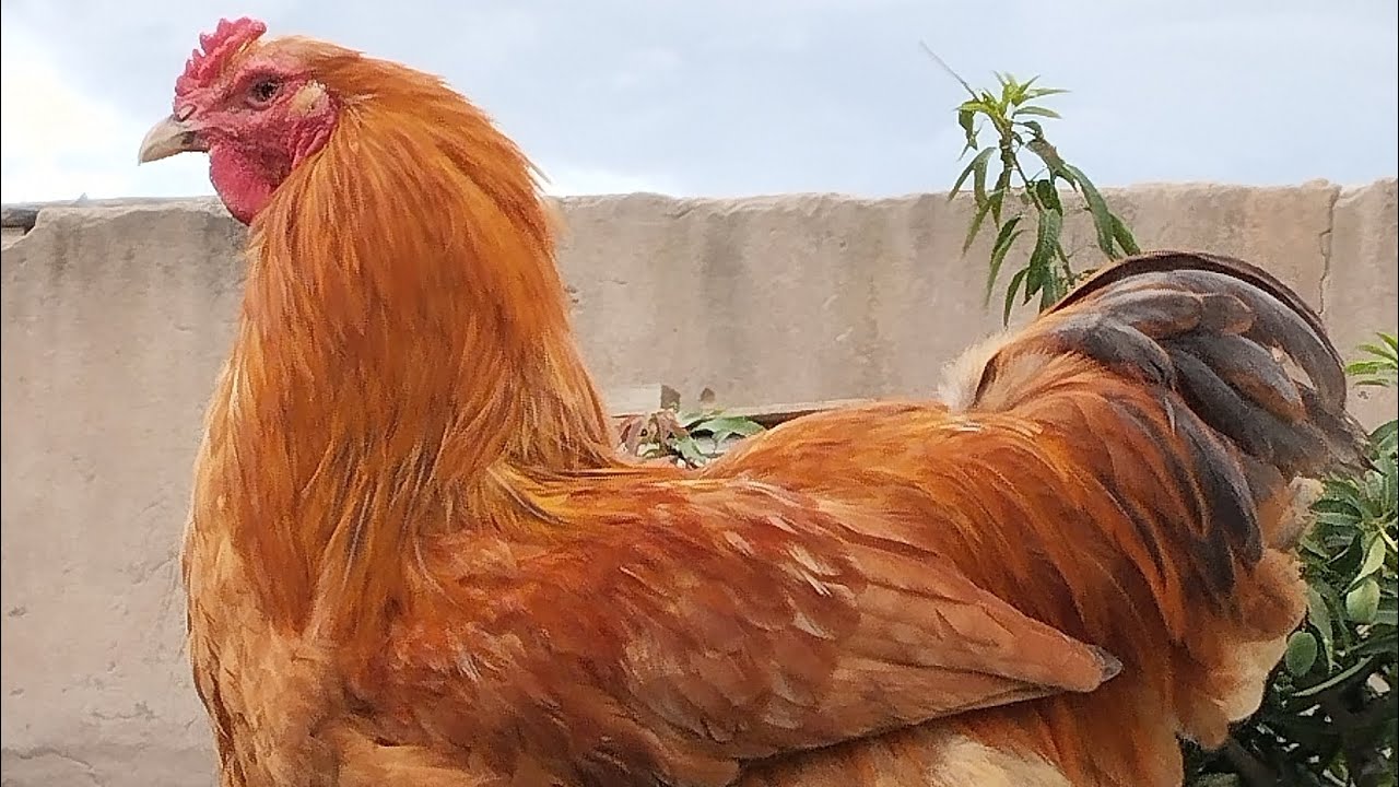 My journey with Roadrunners Episode 1