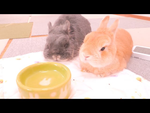 ウムクレール umm.claïr あみみゆ ポップアップ うさぎ ぬいぐるみ ウムクレール umm.claïr あみみゆ ポップアップ うさぎ