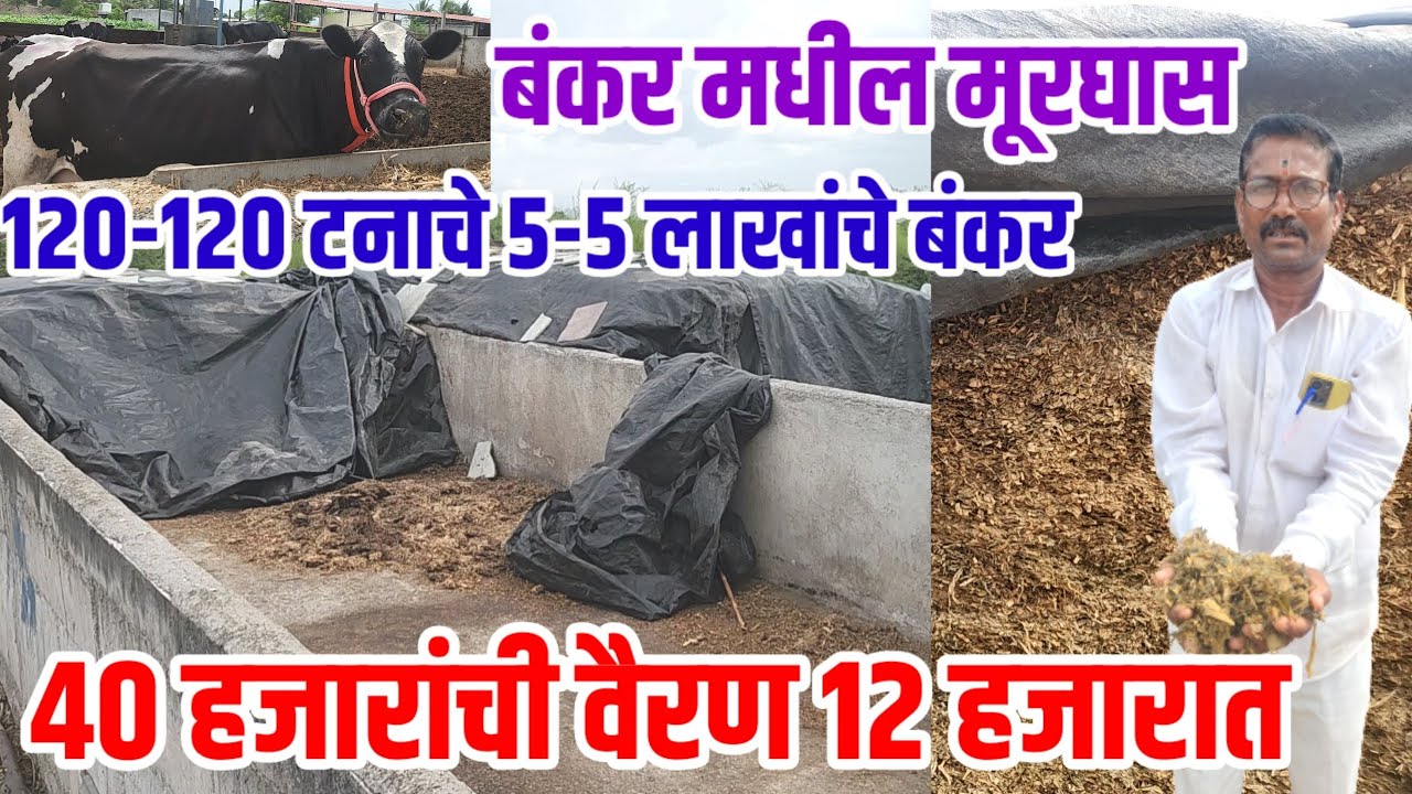 ४० हजारांची वैरण 12 हजारात, १२०-१२०टनाचे ५-५लाखांचे बंकर,बंकर मधील मूरघास,hf_cow, visionvarta,bankar