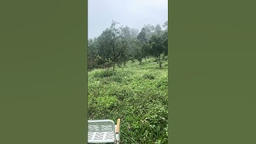 Hoa dại tại ĐỒI CỪU ĐÀ NẴNG siêu chill đây rồi! #doicuudanang