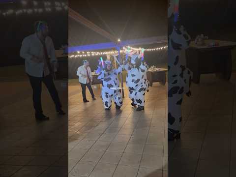 🎬 Video relacionado con trajes de vaca inflables