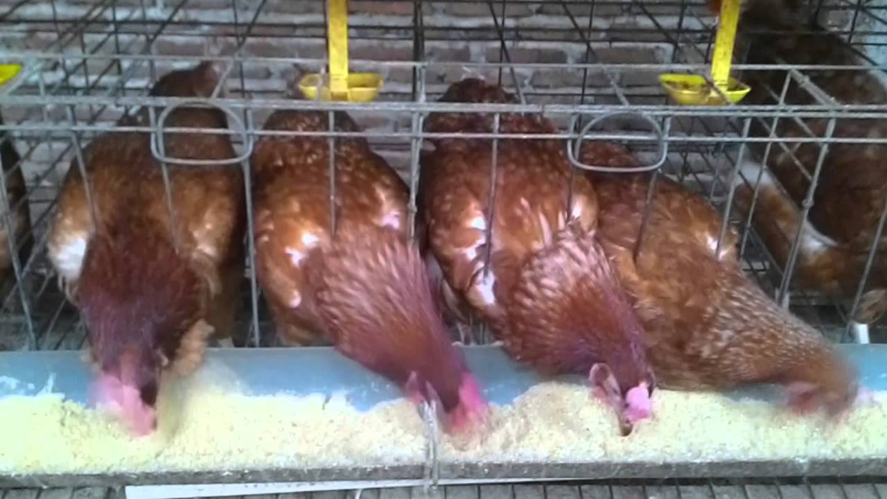 Belajar 100 Ekor Ayam Petelur 1 YouTube