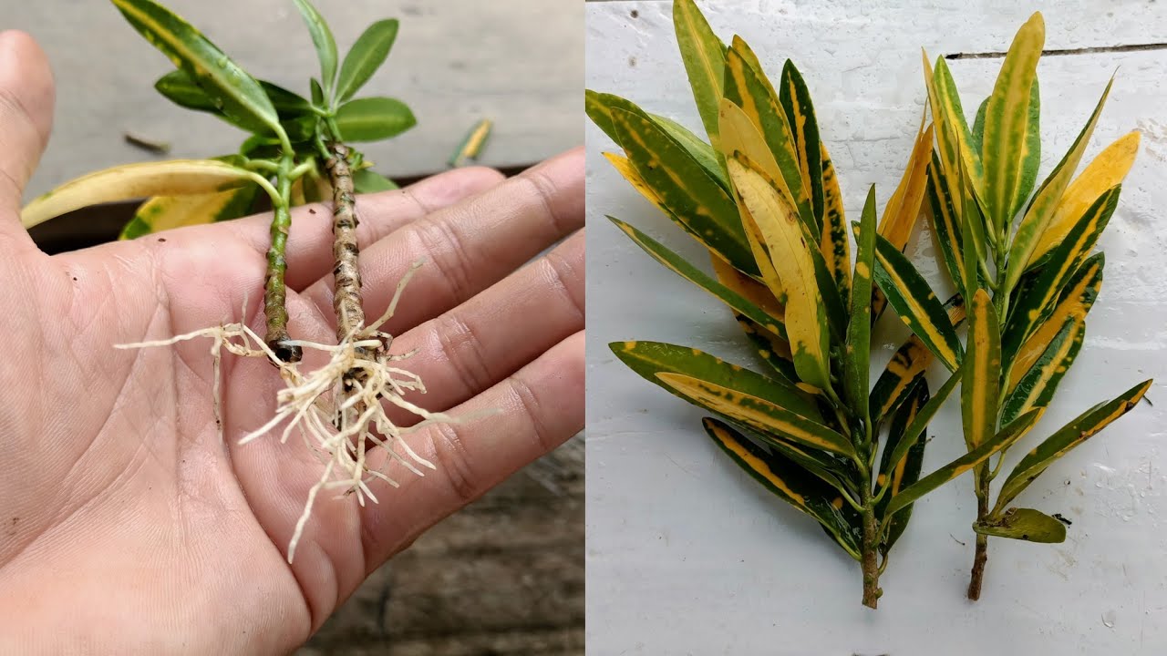 Croton plant propagation How to propagate croton plants croton