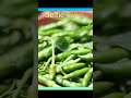 பச்சை மிளகாய் மொத்த விற்பனை (30-09-25) Green Chilli wholesale market in india