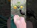 When a Lost Myna Comes Back in My Memories 🐦💔 | Emotional Short#minivlog #birds #handtamedmynabird