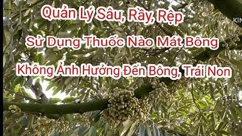 VTNN Phong Điền-Sâu, Rầy, Rệp Sáp Nên Sử Dụng Thuốc Nào Mát Bông Không Ảnh Hưởng Bông, Trái Non.