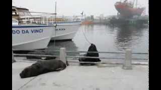 Lobos marinos, puerto Mar del Plata, Argentina