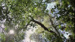 4K Free Stock Footage: Sun through the woods