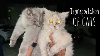 How I transport cats and dogs to new home | Transportation of cat ToMumbai | Cats sell to Mumbai