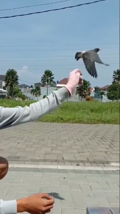 Freefly burung kekep babi