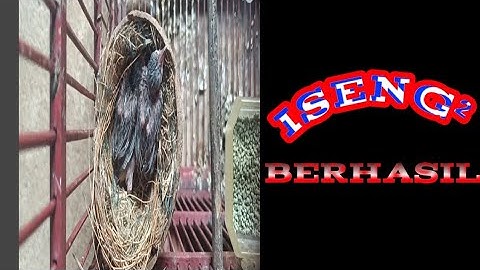 Ternak kutilang di sangkar gantung (iseng²)