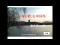 春を楽しむ中国茶【龍井茶】