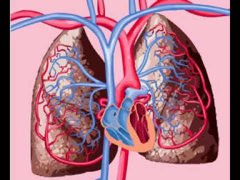 Pulmonary and systemic circulations - YouTube