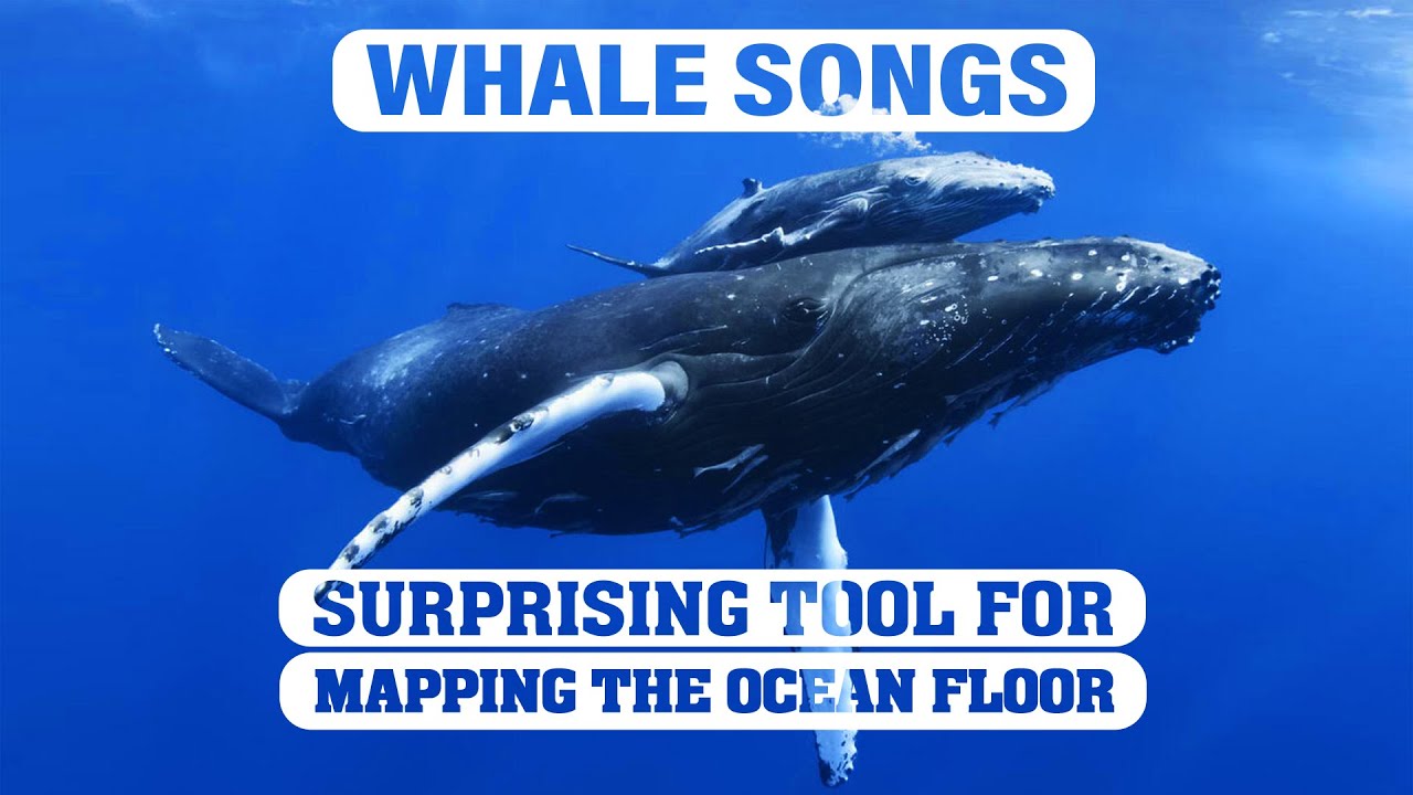 Whale Songs: Mapping the Mysterious Ocean Floor