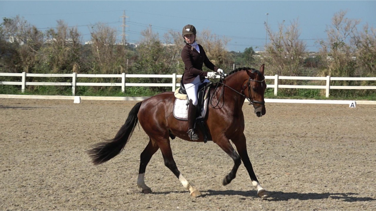 USDF Level 2 Test 3 dressage