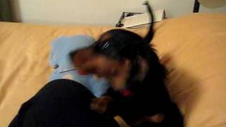 Twyla... pees on my bed :(
