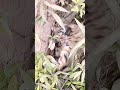 Voici larrive des jolies chatons
