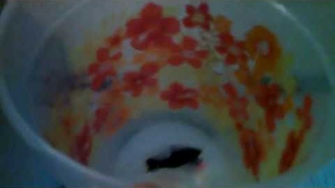 Farewell Violet 😭😭😭