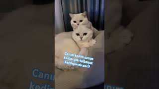 Bir tane kedim var ben de onun efektini yapınca çok komik oldu ✅ #ytdayibenionecikarnolur kknkkjjjn￼