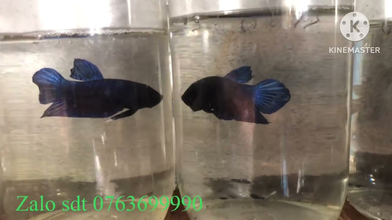 Đợt cá ngày 01/10/2025 lên thêm cá phục vụ anh em đam mê 