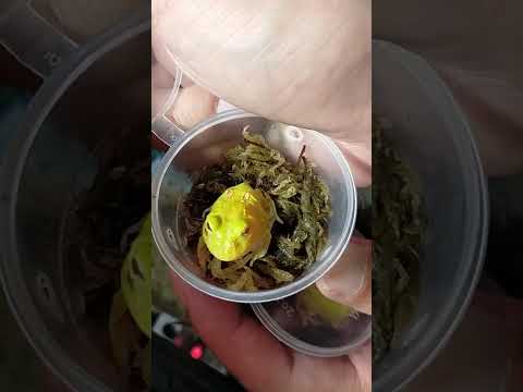開箱文，哈哈哈哈哈，好可愛。 貓眼珍珠蛙，金佶檸檬，黃金角蛙。活動還繼續跑哦！蝦皮商場，蛙寶趣 #蛙寶永遠少一隻