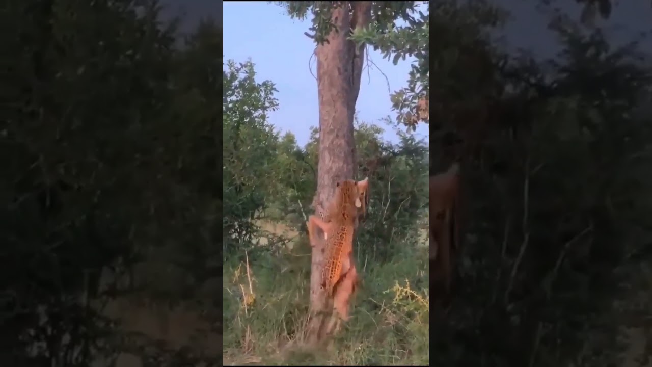 Watch amazing strength of leopard on YouTube Watch amazing strength of leopard on YouTube