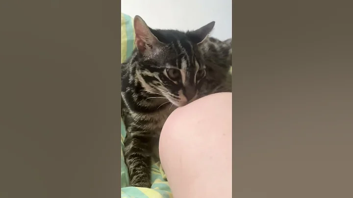Watch the video about Very naughty bengal f1 biting a human... not for the faint of heart