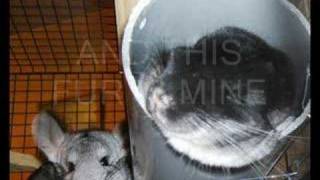 TIKI ROCKS OUT..I'M A CHINCHILLA TIKI ROCKS OUT..I'M A CHINCHILLA