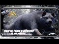 How to tame a Direwolf in Ark Mobile | Ark Ultimate Mobile Edition
