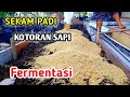 CARA MEMBUAT SEKAM PADI FERMENTASI DENGAN KOTORAN SAPI ATAU KOTORAN KAMBING TANPA EM4 - ORGANIK